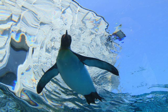 旭川市旭山動物園