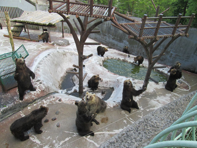 のぼりべつクマ牧場