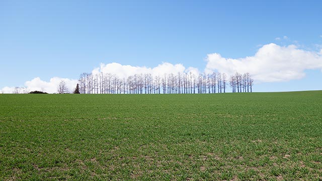 マイルドセブンの丘