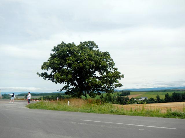 セブンスターの木