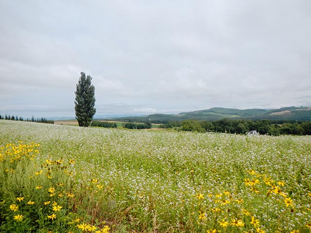 ケンとメリーの木
