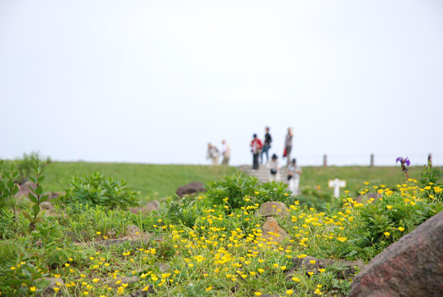 礼文町 高山植物園