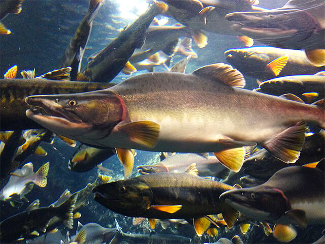 淡水魚水族館 千歳サケのふるさと館