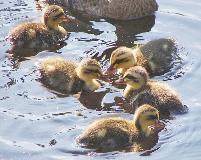 【青森県初】合浦公園
