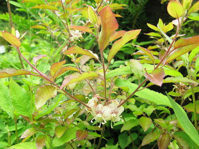 【天然記念物】東北大学植物園