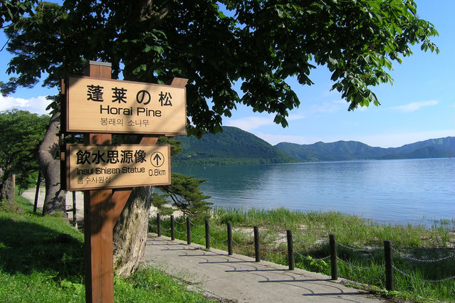 蓬莱の松