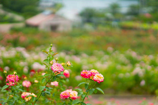 東沢バラ公園