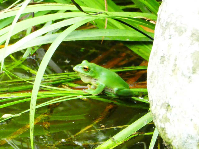 モリアオガエル生息地