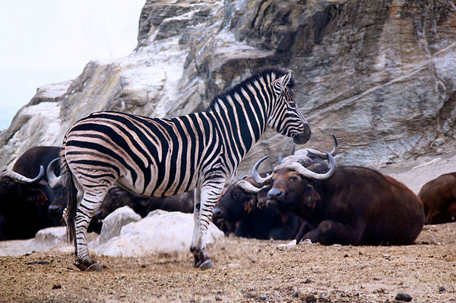 群馬サファリパーク