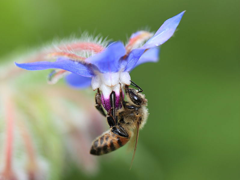ぐんまフラワーパーク