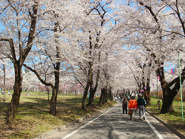 【日本のさくら名所100選】赤城南面千本桜