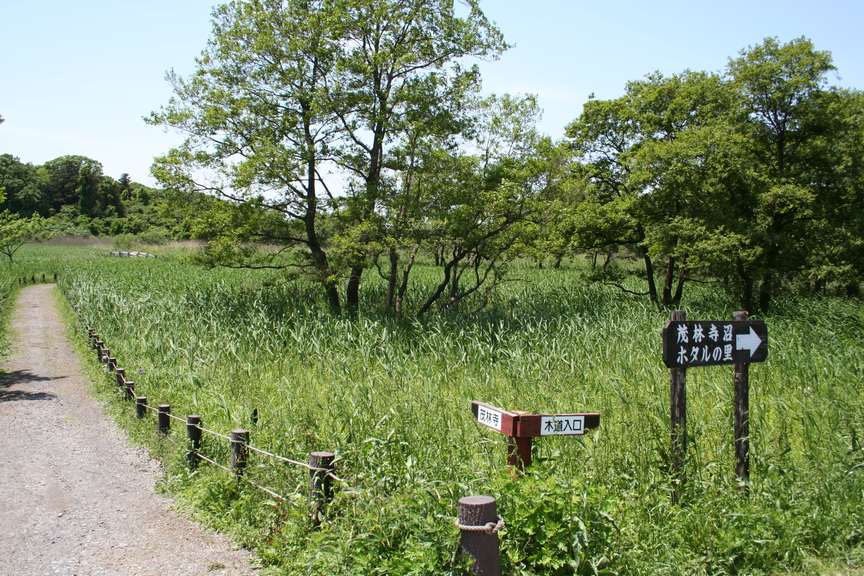 群馬県指定天然記念物 茂林寺沼・茂林寺公園（木道）