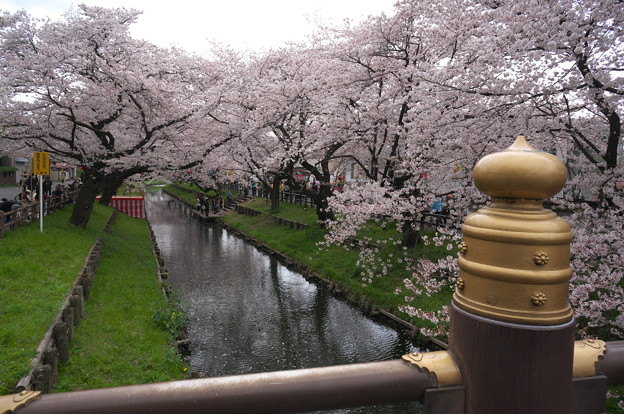 氷川神社裏