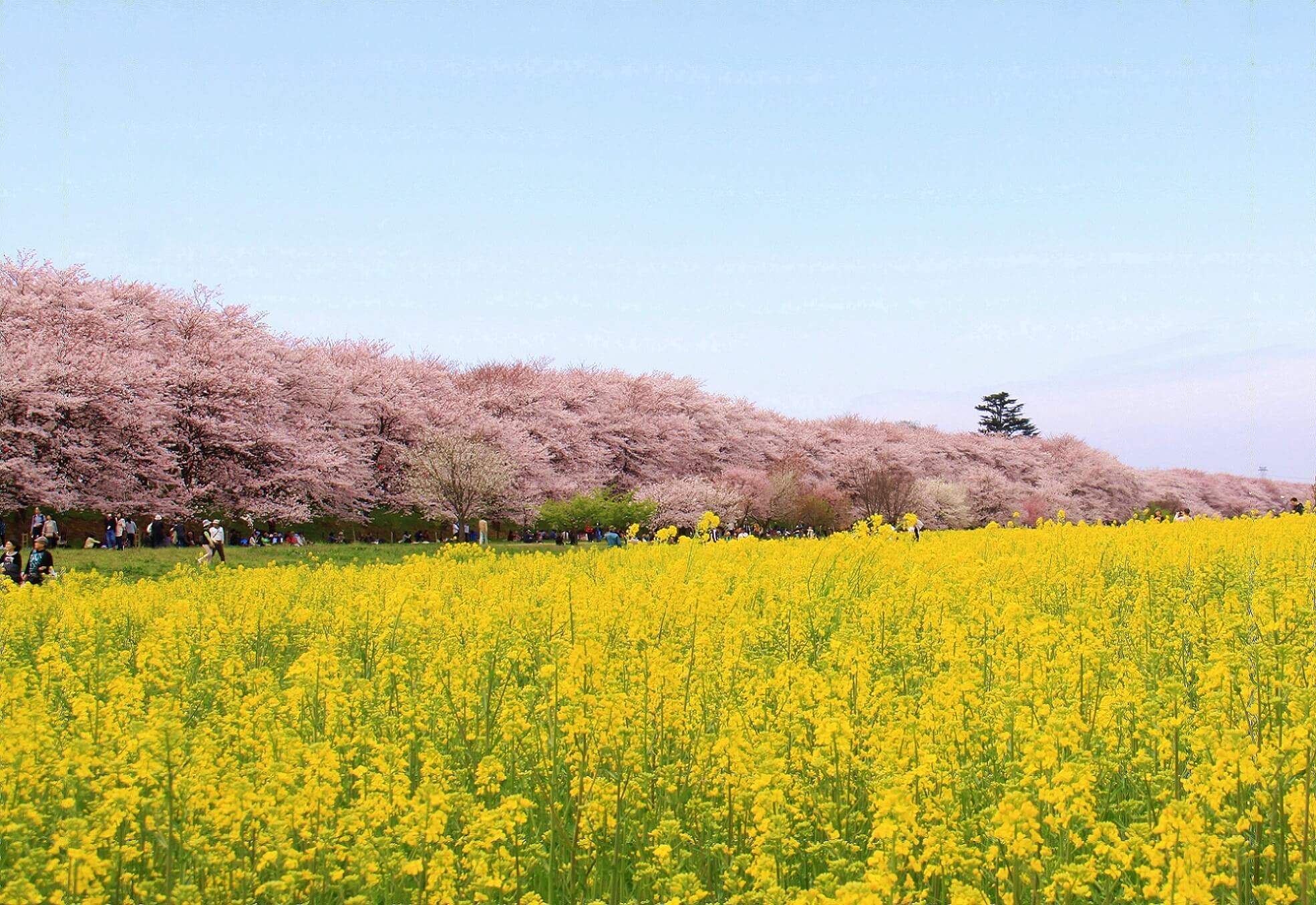 権現堂桜堤