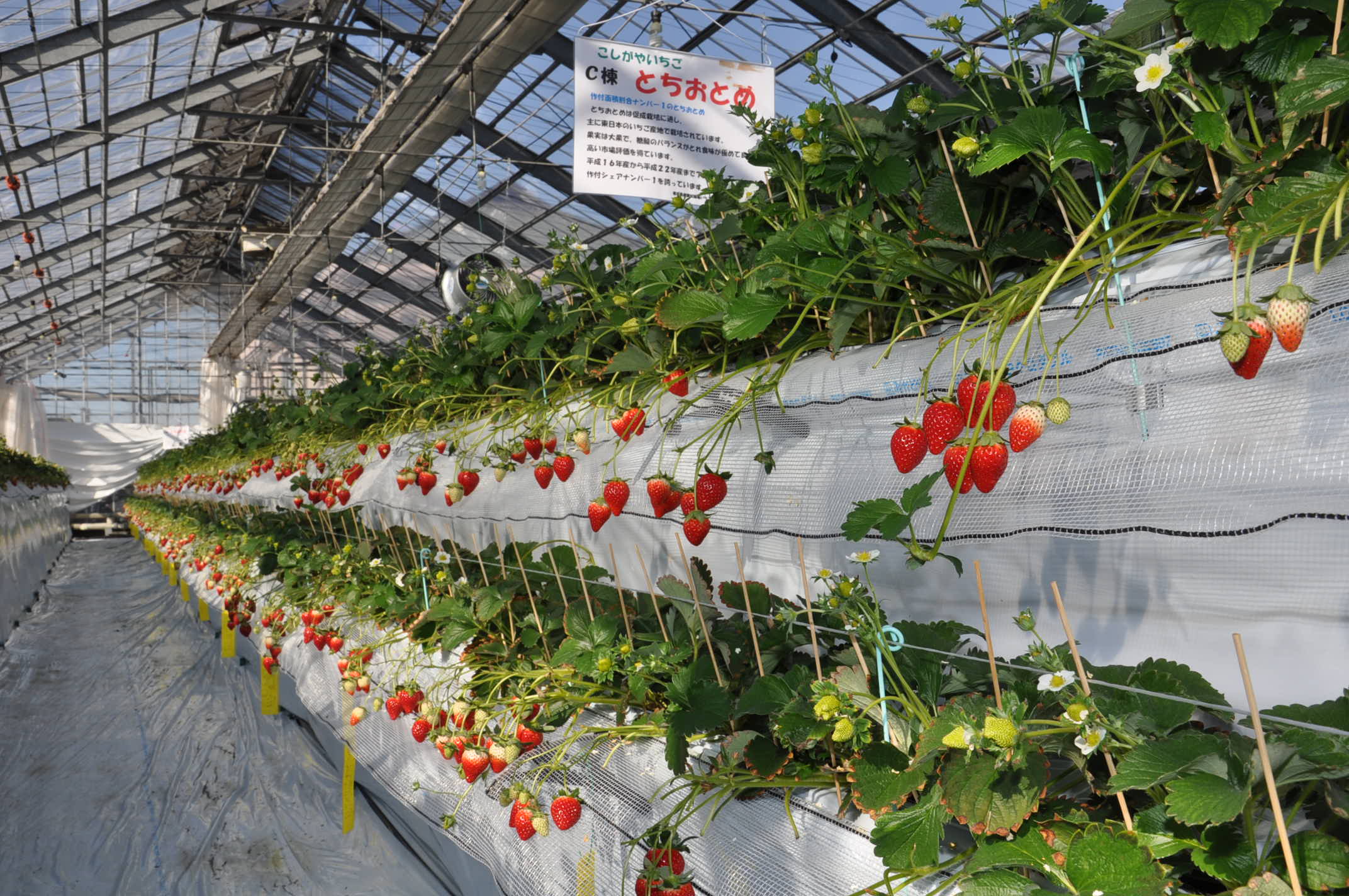 越谷いちごタウン