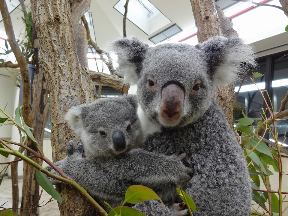 埼玉県こども動物自然公園