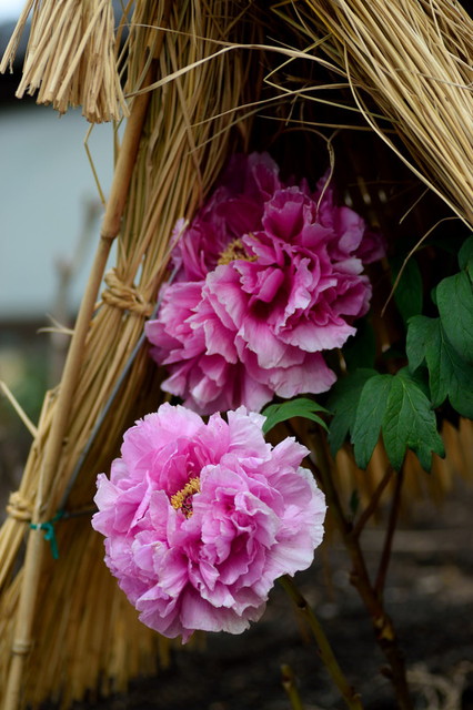 東照宮社務所上野ぼたん園