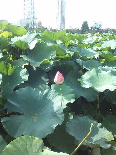 不忍池(上野恩賜公園)