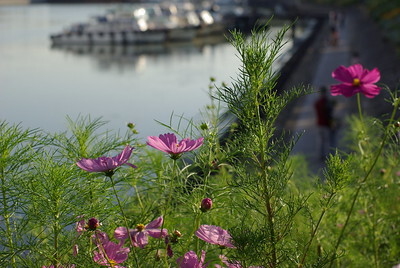 しながわ花海道