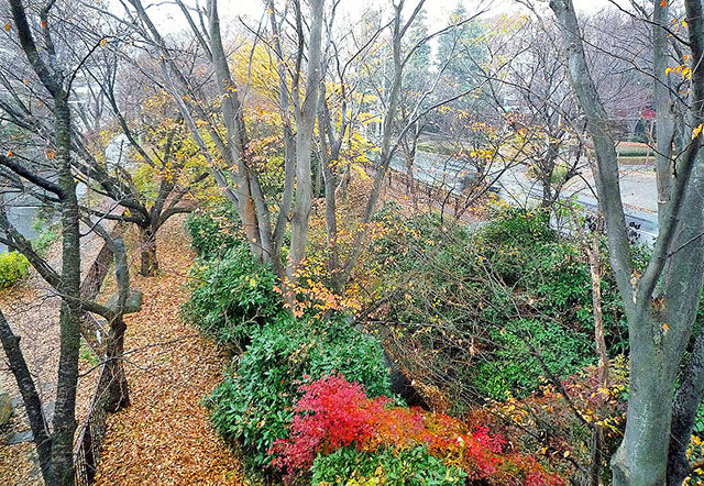 都立小金井公園