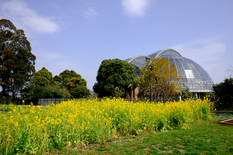 夢の島熱帯植物館
