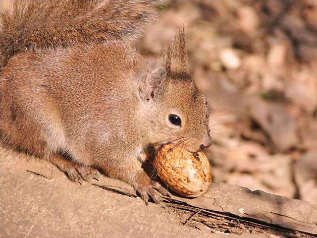 井の頭自然文化園