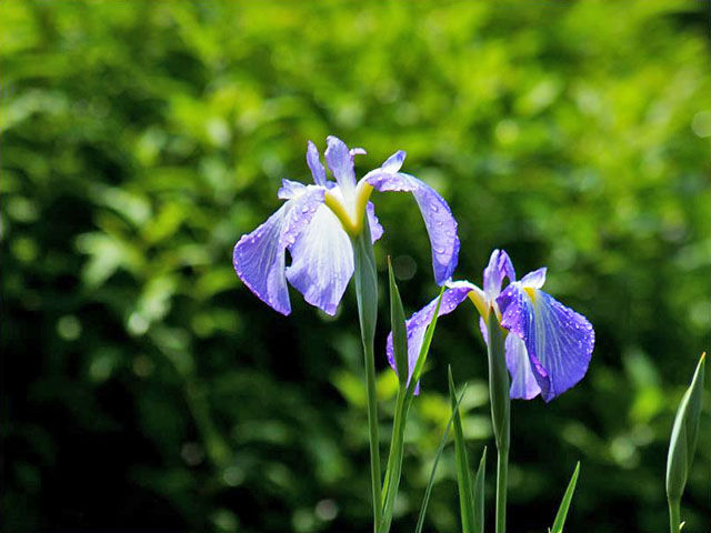 吹上しょうぶ公園