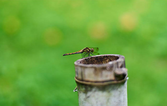 霞丘陵自然公園