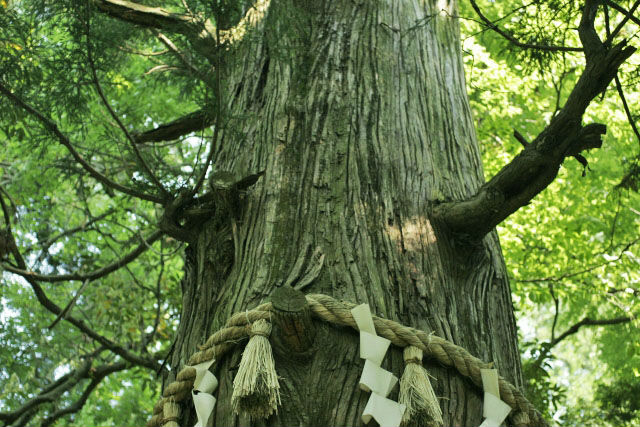 たこ杉「ひっぱりだこ」