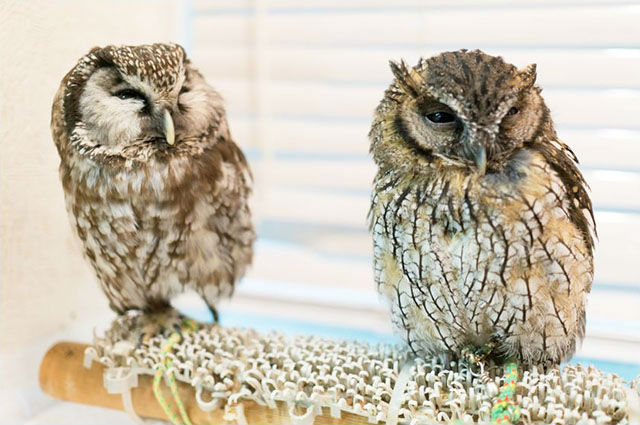 いけふくろうカフェ