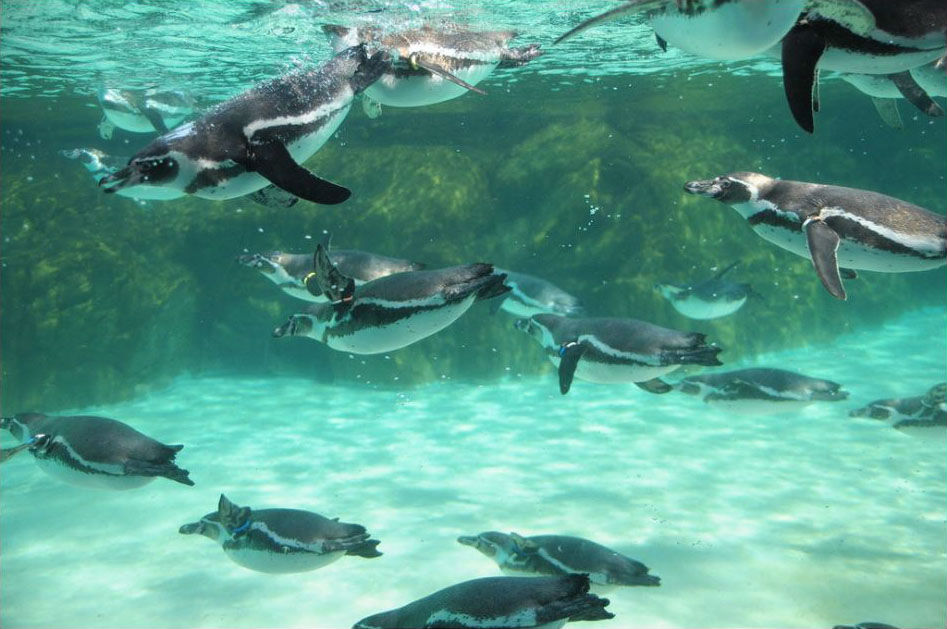 葛西臨海水族園