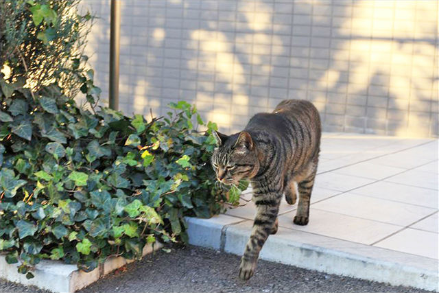 夕やけだんだん