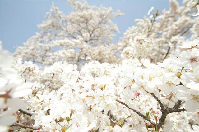 神代植物公園の桜
