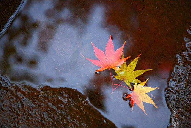 都立桜ヶ丘公園