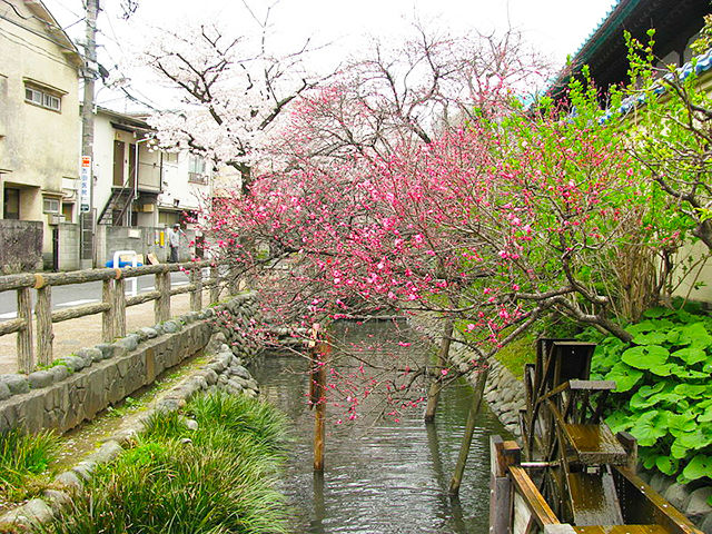 六郷用水遊歩道