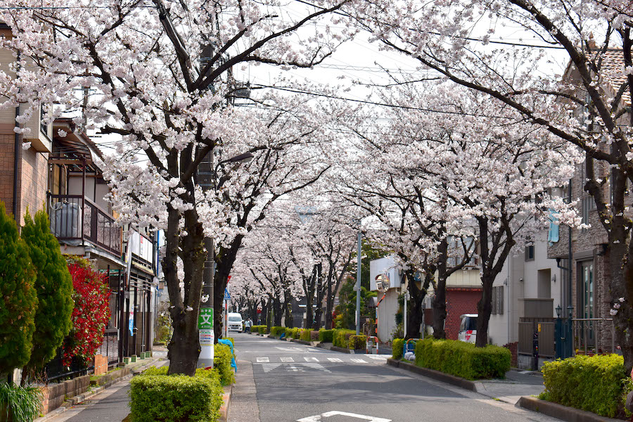 旧本木堀沿いの桜並木