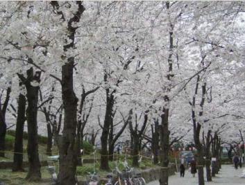 台東区隅田公園