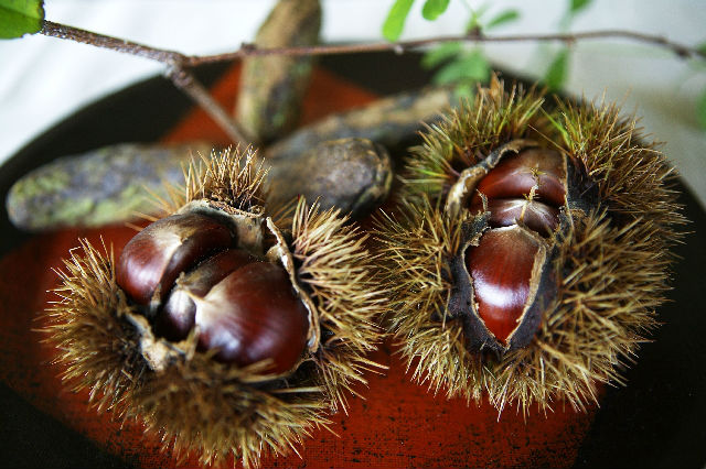 大きな栗の木リパブリック