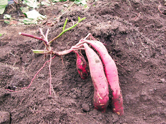 津久井浜観光農園
