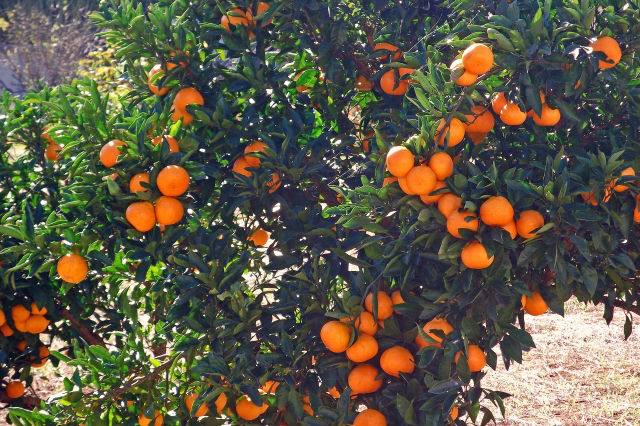 津久井浜観光農園