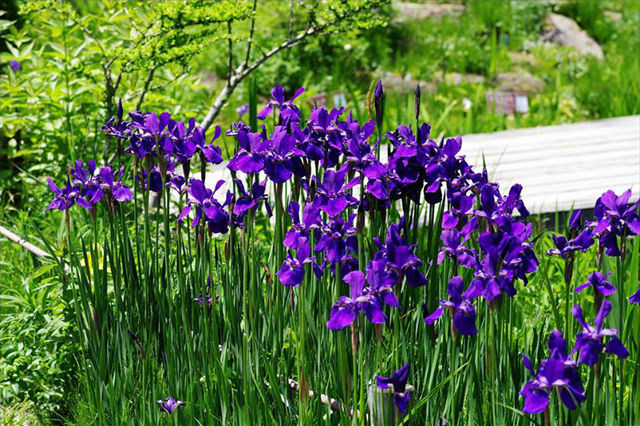 箱根町立箱根湿生花園