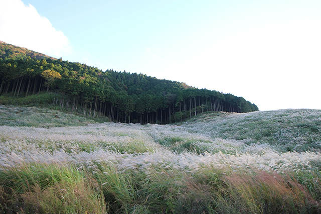 仙石原高原のススキ