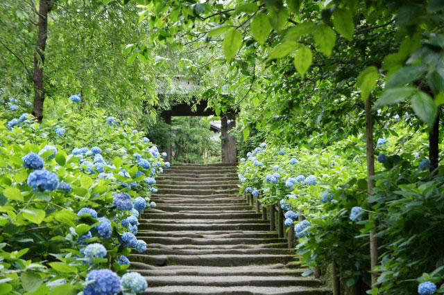明月院