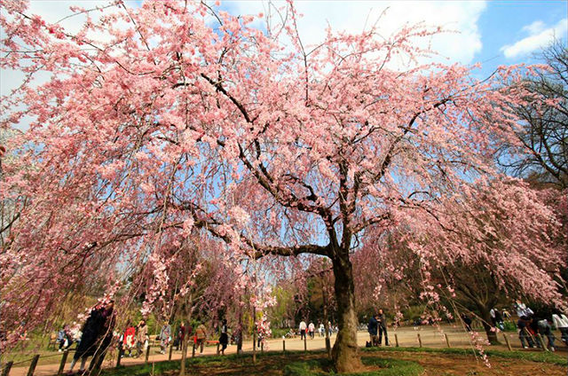 県立 三ツ池公園