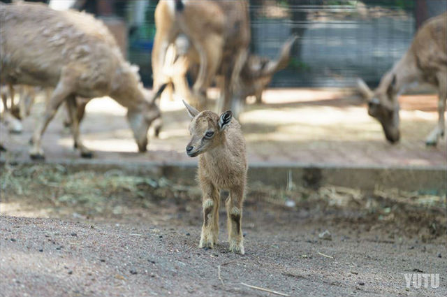 川崎市夢見ヶ崎動物公園