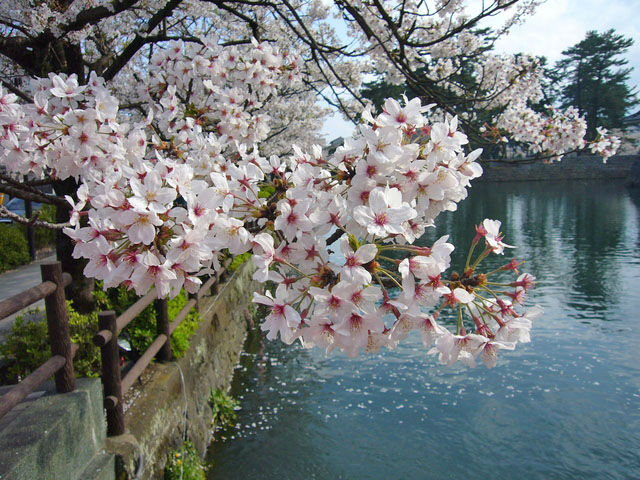 【日本のさくら名所100選】小田原城址公園