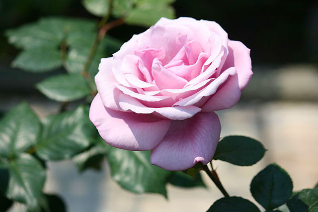 小田原フラワーガーデン