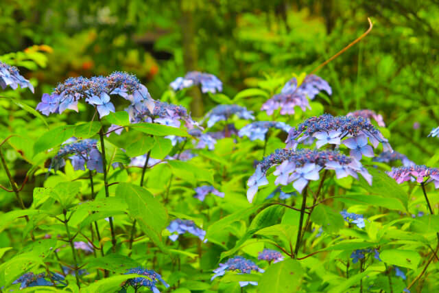 円覚寺のアジサイ