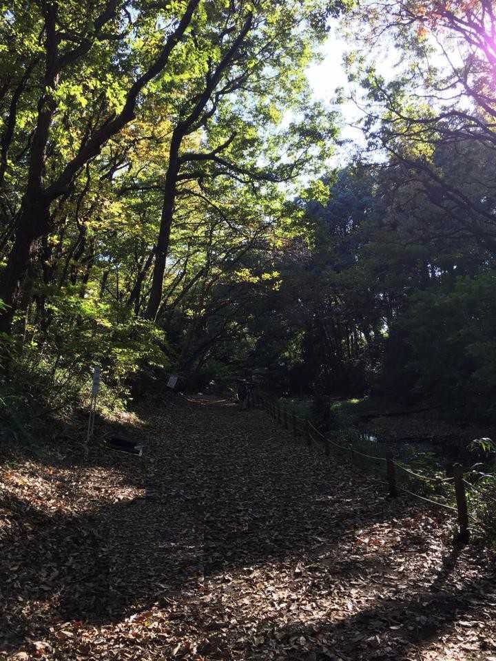 上和田野鳥の森