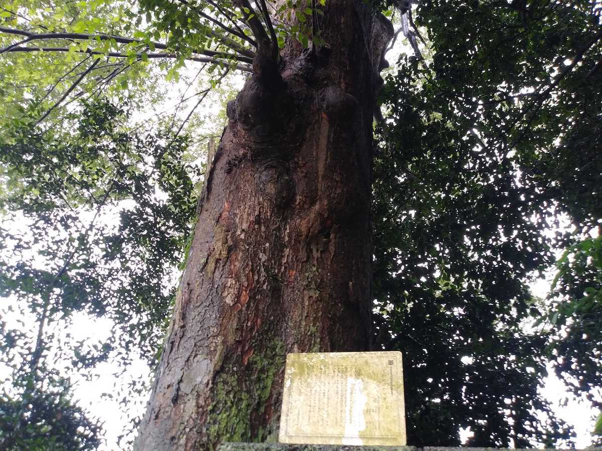 下和田のケヤキ